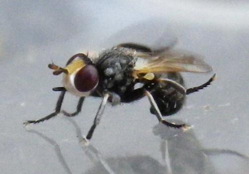 Thecophora melanopa